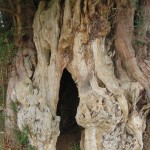 Yew tree 3