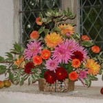 Barbara Davies colourful dahlias