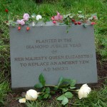 Millenium Yew Stone
