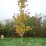 The Millenium Oak