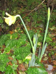 Daffodil