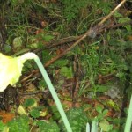 Daffodil 2