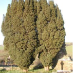 yews